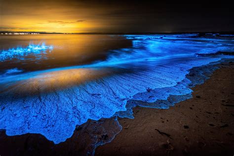  Bougainvillia -  A colony-forming hydrozoan known for its stunning iridescent colors and captivating bioluminescence!