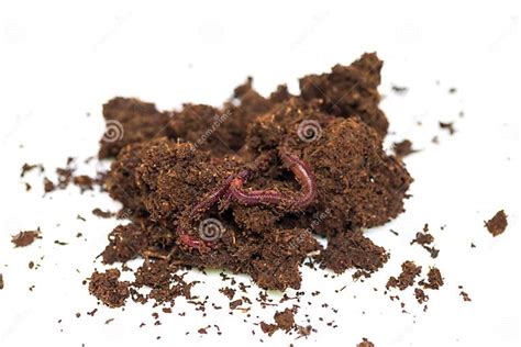  Dendrobaena! A Tiny Earthworm With Enormous Impact on Soil Fertility