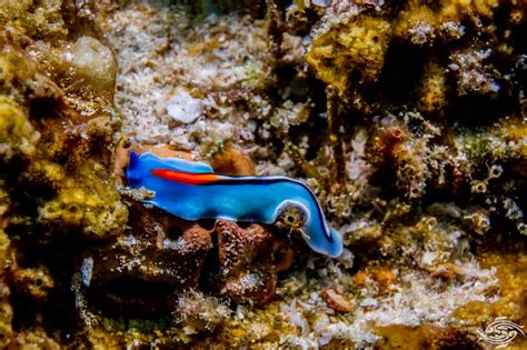  Doridocoris!  A Colorful Flatworm With a Tentacled Head and a Voracious Appetite