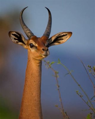  Gerenuk: This Elegant Antelope With Giraffe-Like Features Roams the Dry Plains Seeking Scrumptious Leaves!