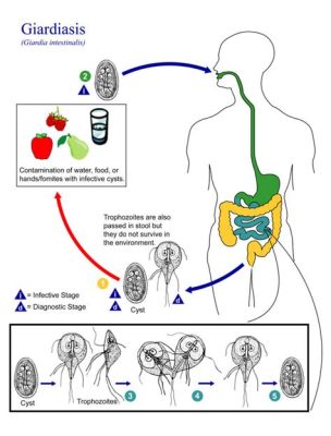  Giardia Lamblia: Một Ký Sinh Trùng Biến Hình Nhanh Chóng Và Bất Kypep Về Môi Trường Sống!