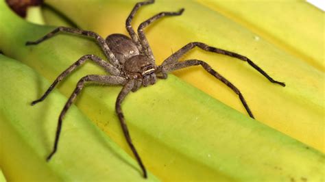  Huntsman Spider! A Masterful Ambush Predator and Weaver of Intricate Silk Retreats