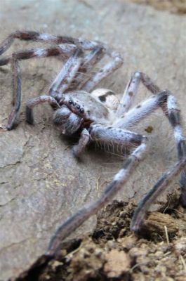  Huntsman Spider: A Masterful Prowler With Eight Nimble Legs And Razor-Sharp Jaws!