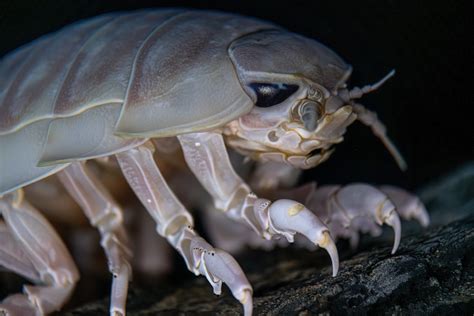  Isopod: Những sinh vật đáng kinh ngạc với bộ xương ngoài cứng cáp và lối sống đa dạng!