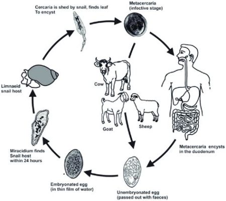  Liver Fluke: A Master of Disguise Living a Thrilling Life Inside Its Host!