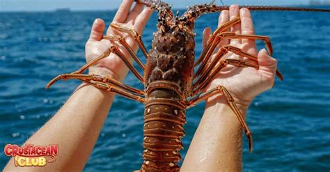  Lobster: A Crustacean Master of Disguise With Striking Claws!