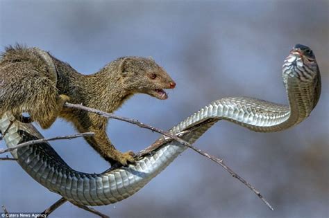  Mangoose! A Fearless Mammal That Battles Snakes Like Tiny Warriors