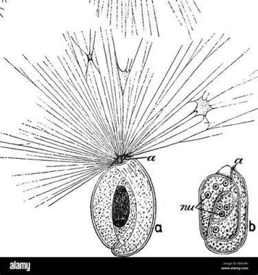  Quinqueloculina: A Tiny Spiral Dweller That Might Just Be Your Next Obsession!