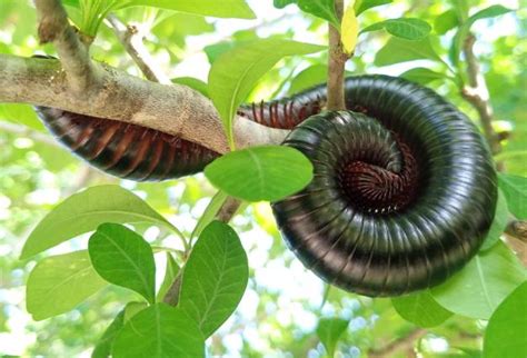  Whitemargin Millipede: A Many-Legged Marvel that Can Survive Underwater for Hours!