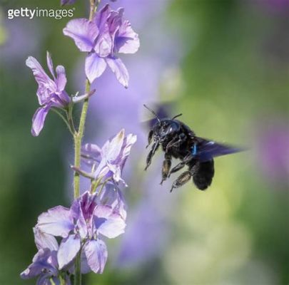  Xylocopa: Những Kẻ Sưu Tập Bột Hoa Rất Biết Lãng Mạn & Nổi Tiếng Trong Thế Giới Côn Trùng!