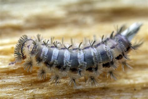  Bristle Millipede: A Miniature Masterpiece of Many Legs and Armored Elegance!