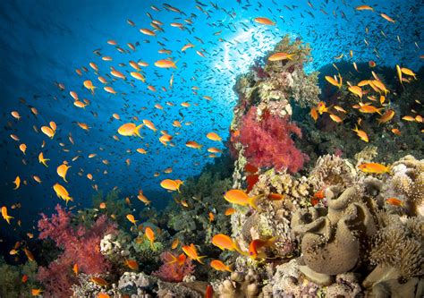  Élégance de mer: Élégant et époustouflant dans son habitat marin!