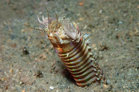  Eunice Aphroditois: Unraveling the Mysteries of a Deep-Sea Drifter with Enchanting Bristles!