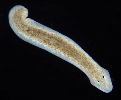  Eyelashed Planarian:  Discover its Microscopic Marvels and Regenerative Superpowers!