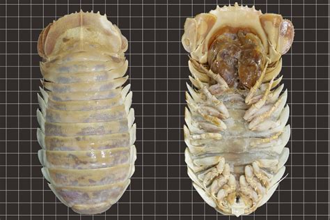  Isopod: Những Con Giáp Xanh Lấp Lánh Và Kẻ Cuỗm Mồi Trong Bóng Đêm!