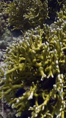  Millepora: Một sinh vật biển kỳ lạ kết hợp vẻ đẹp rực rỡ và khả năng tự vệ đáng kinh ngạc!