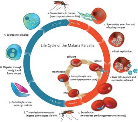  Monocercomonas: Một Ký Sinh Trùng Siêu Khó Tưởng Chịu Nhiệt Độ Cao Cực và Dịch Chuyển Qua Nước!