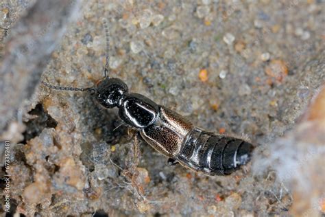  Rove Beetle -  The Tiny Predator With Six Legs That Will Make You Go Wow!