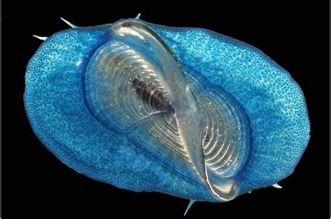  Velella: A Colorful Wanderer on Ocean Currents!