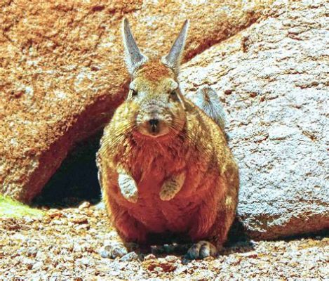  Viscacha! These Remarkable Andean Rodents are Known for their Agility and Sociability