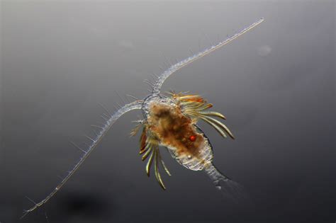  Zooplankton! The Tiny but Mighty Architects of the Underwater World